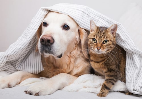 Breathe Easy | How to Get Rid of Dog and Cat Pet Dander in Your Home